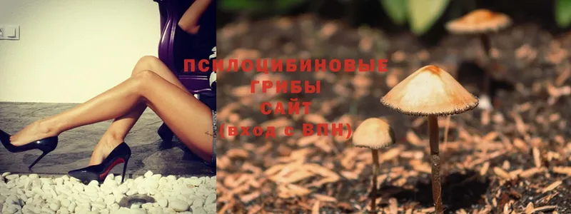 цены   Гурьевск  Псилоцибиновые грибы Magic Shrooms 